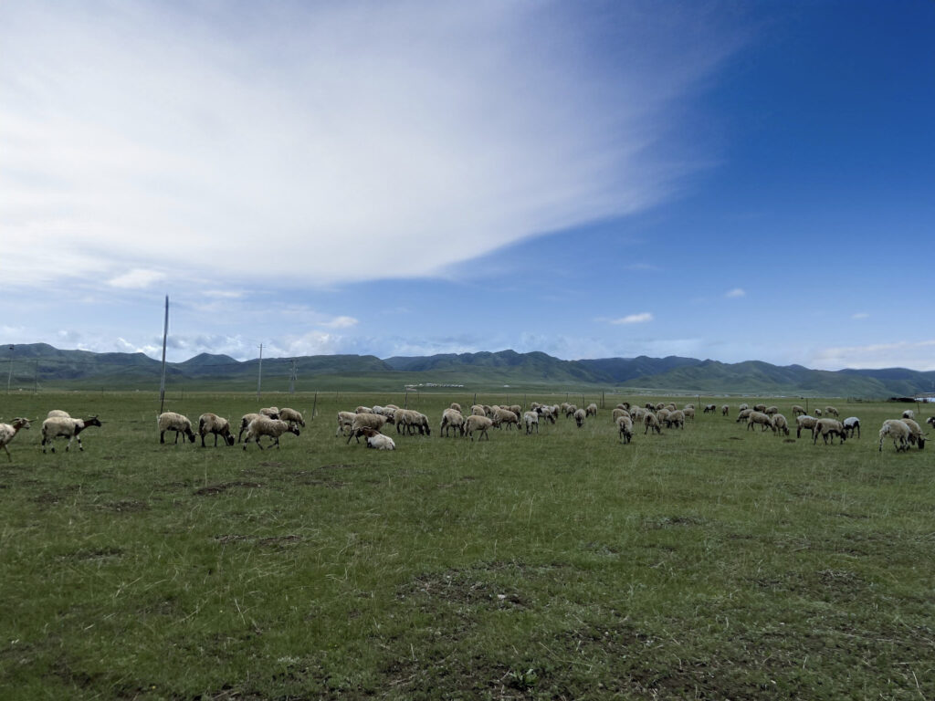 Under the blue sky a vast expanse of a steppe with a group of many goats on it.