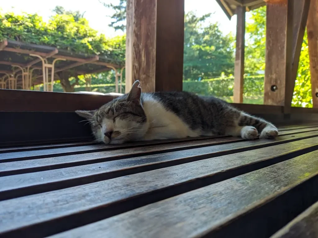 A gray-white cat sleeping on a bench.